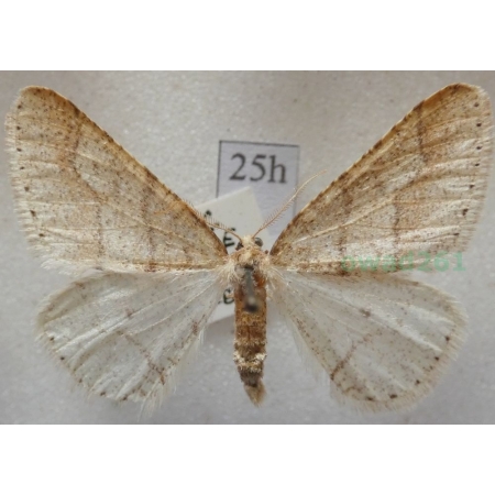 Agriopis marginaria (Fabricius, 1776) male Zimowek obrzeżek Czech25h